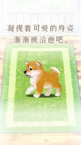 养育柴犬的治愈游戏3